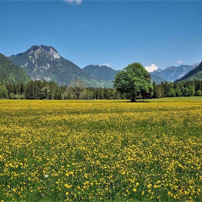 Blumenwiese